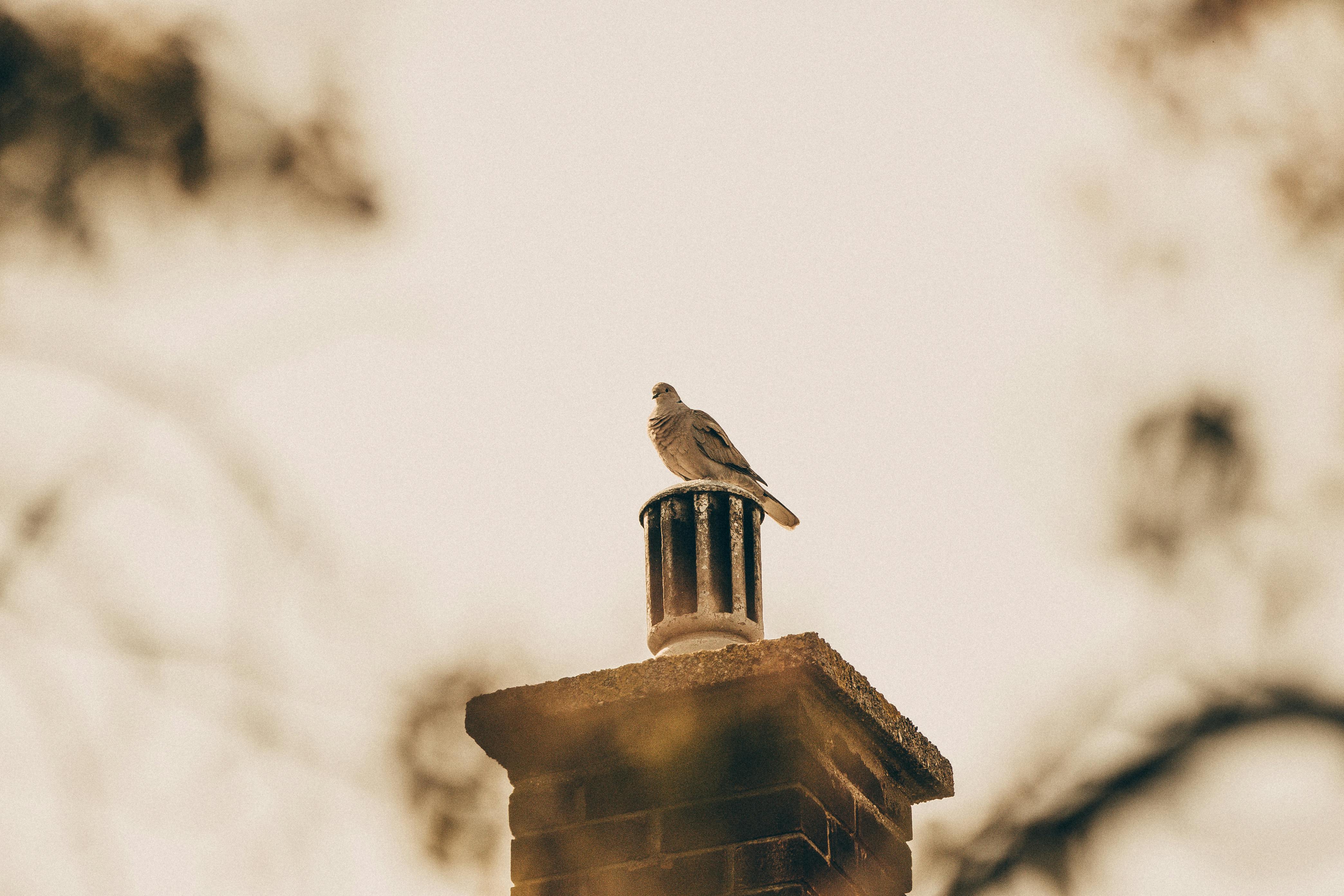 Professional Chimney Cap Installation Services in Bedford Park, IL Expert Chimney Cap Installation in Bedford Park, Illinois